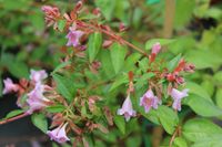 Abelia