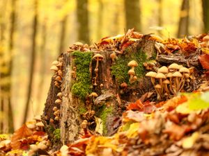 Tuinposter Paddestoelen 4