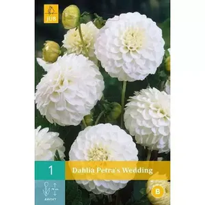 1 Dahlia Petra'S Wedding