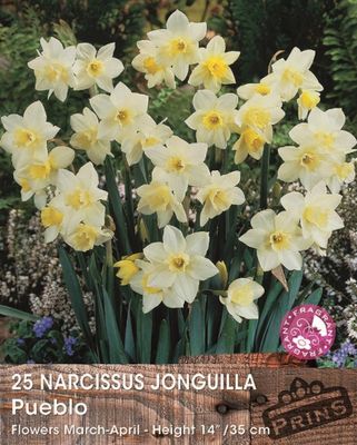 Prins narcis pueblo 25 bollen