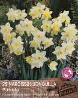 Prins narcis pueblo 25 bollen
