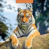 Tijger Kalender 2027