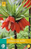 Fritillaria imp. Rubra 1 bollen - Jub