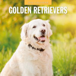 Golden Retriever Kalender 2026