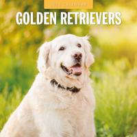 Golden Retriever Kalender 2026