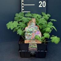 Ooievaarsbek (geranium macrorrhizum) bodembedekker - 6-pack - 1 stuks - thumbnail