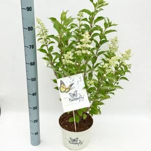 Hydrangea Paniculata "Butterfly"® pluimhortensia - 60-65 cm - 1 stuks