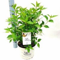 Hydrangea Paniculata "Butterfly"® pluimhortensia - 60-65 cm - 1 stuks