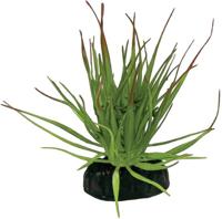 Plant tillandsia ion Repto - Repto Plant tillandsia ion Repto - Repto