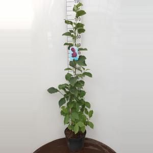 Magnolia struik Genie - 160 - 180 cm - 1 stuks