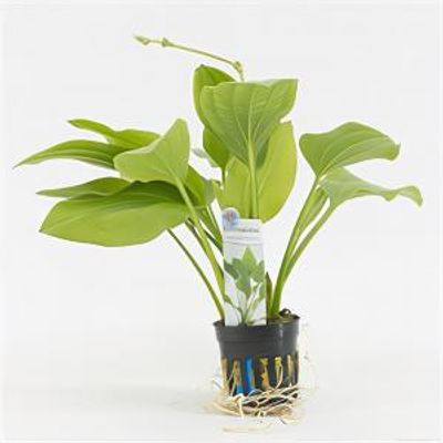 Echinodorus argentinensis - 6 stuks - aquarium plant