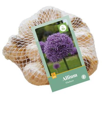 Allium Gladiator JUB, 8 bloembollen - Jub