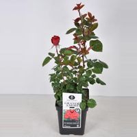 Grootbloemige roos (rosa "Grande Amore"®) - C5 - 1 stuks - thumbnail
