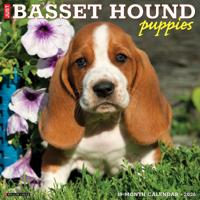 Basset Hound Puppies Kalender 2026