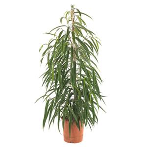 Ficus Alii (binnendijkii) - P 21 cm