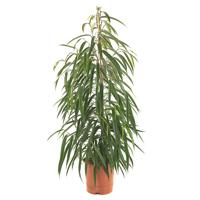 Ficus Alii (binnendijkii) - P 21 cm Ficus Alii (binnendijkii) - P 21 cm