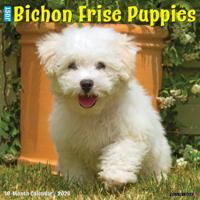 Bichon Frise Puppies Kalender 2026