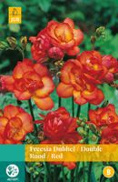 Freesia Dubbel Rood 12 bollen - Jub