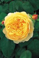 Gele Engelse roos