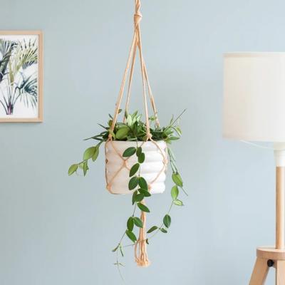 Hoya Burtoniae - P14