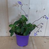 3 stuks! Streptocarpus zomerbloeier Warentuin Natuurlijk - Warentuin natuurlijk