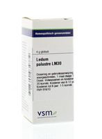 Ledum palustre LM30