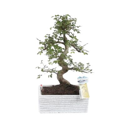 Bonsai Easycare Graniet Mix - P 22 cm