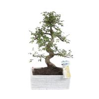 Bonsai Easycare Graniet Mix - P 22 cm