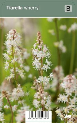 Vips Tiarella wherryi - Perzische muts