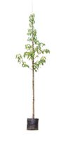 Zakdoekenboom Davidia involucrata h 350 cm st. omtrek 12 cm - Warentuin Natuurlijk