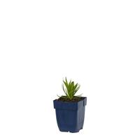 Armeria pseud. Ballerina Lilac vaste plant Griffioen - Griffioen
