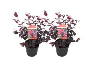 Loropetalum 'Ever Red' - set of 2