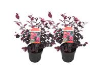 Loropetalum 'Ever Red' - set of 2 - thumbnail