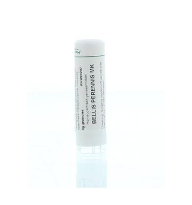 Bellis perennis MK