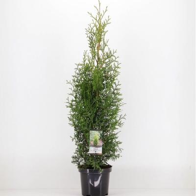 Thuja occidentalis king of brabant - Warentuin natuurlijk