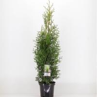 Thuja occidentalis king of brabant - Warentuin natuurlijk