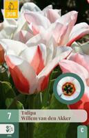 Tulp Willem van den akker 7 bollen