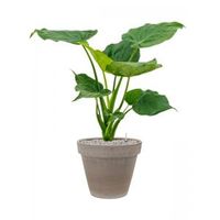 Plant in Pot Alocasia Cucullata 85 cm kamerplant in Terra Cotta Grijs 35 cm bloempot - thumbnail