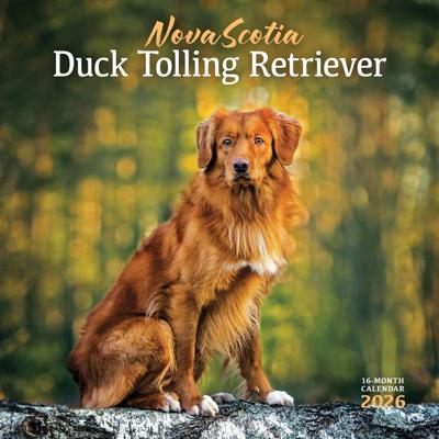 Nova Scotia Duck Tolling Retriever Kalender 2026 Kalender 2026