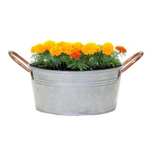 Plantenpot/bloempot teil Jean - voor buiten - zink - zilver - D24 X H11 cm