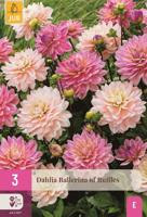 Dahlia ballerina of ruffles
