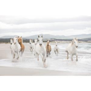 Fotobehang - White Horses 368x254cm - Papierbehang