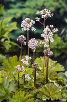 Schildblad / Darmera peltata