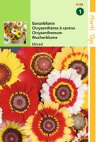 Chrysanthemum Carinatum Gemengd - Hortitops