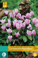 Cyclamen Hederifolium 1 bol - Jub