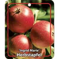 Malus Domestica Ingrid Marie - Oosterik home