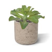 Echeveria kunstplant 20cm
