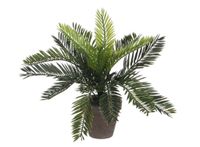 Mica Cycas palm groen - thumbnail
