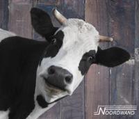 Noordwand Farmlife Behangposter koe - 3750074