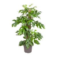 Monstera Minima - Ø19cm - ↕80cm Monstera Minima - Ø19cm - ↕80cm